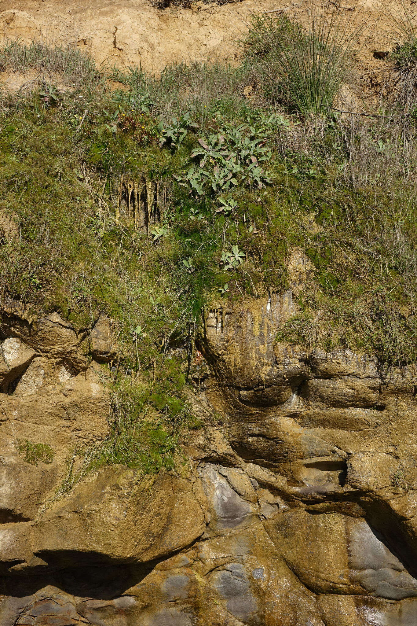 Imagem de Sonchus kirkii B. G. Hamlin