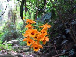 Imagem de Dendrobium fimbriatum Hook.