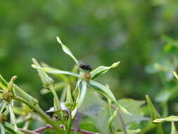 Gonolobus cteniophorus (Blake) R. E. Woodson的圖片