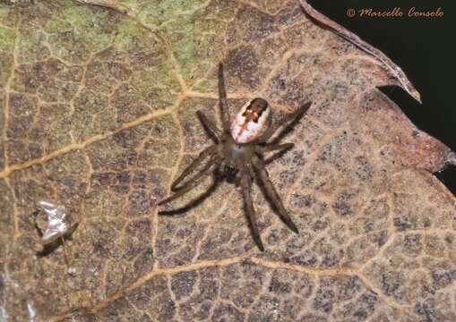 Image of Mangora acalypha (Walckenaer 1802)