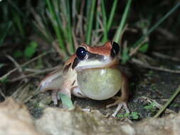 Sivun Litoria nigrofrenata (Günther 1867) kuva