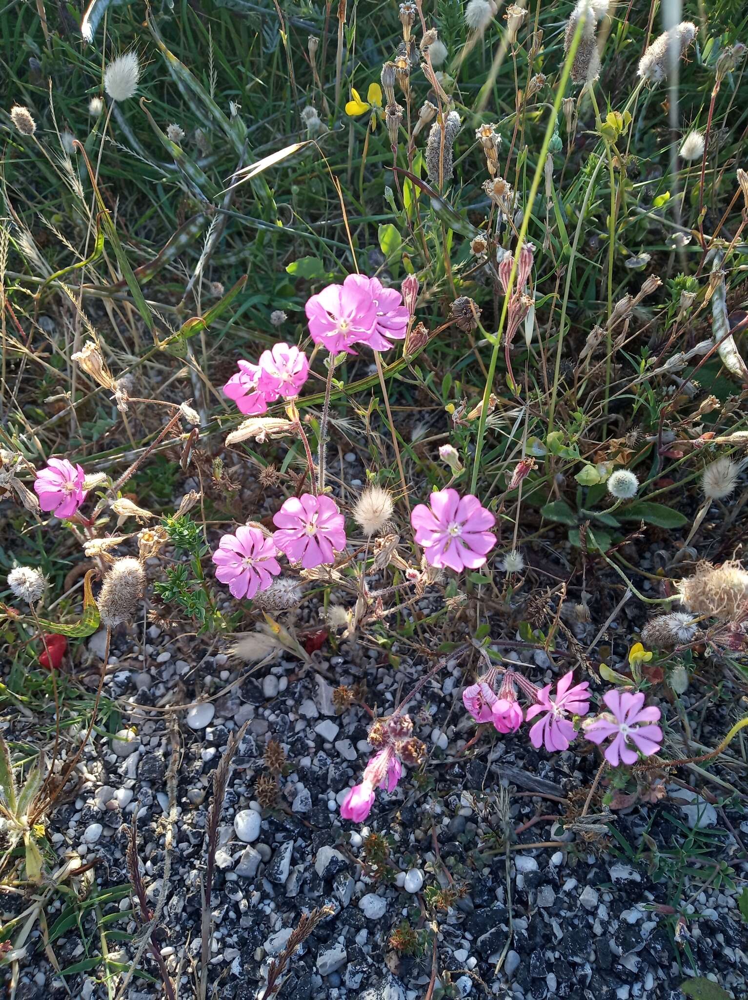 Image of Silene colorata Poir.