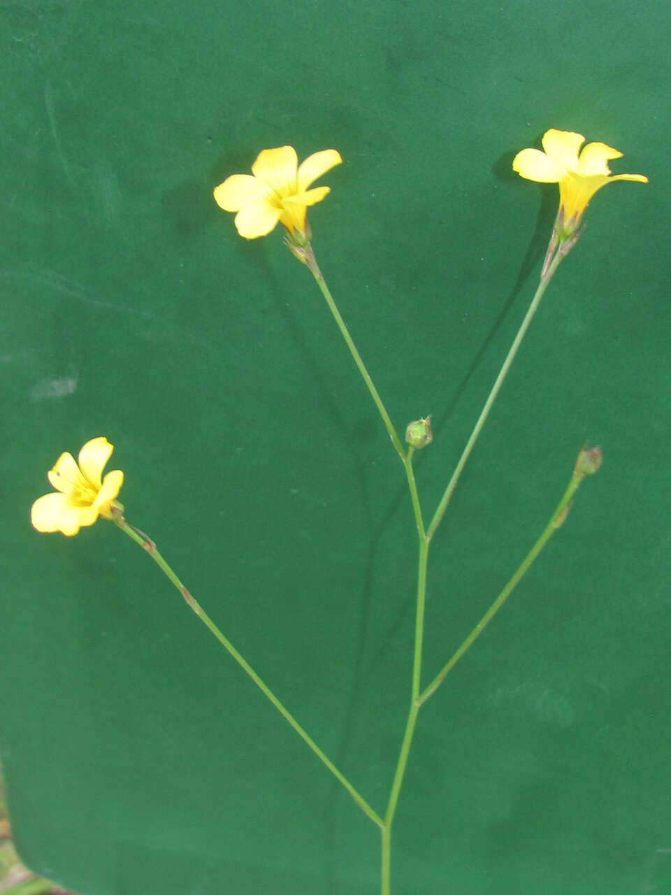 Image of rock flax