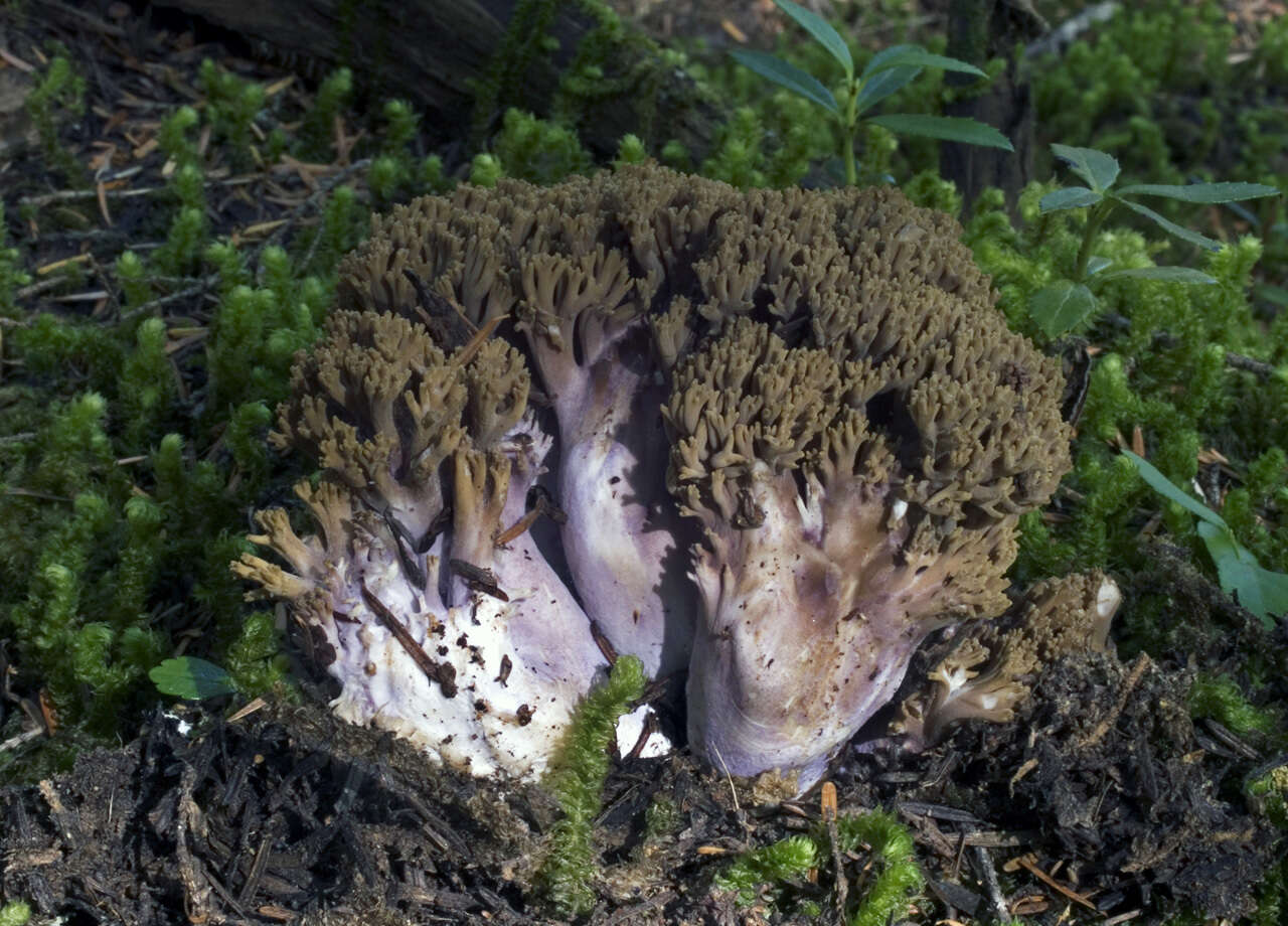 Ramaria purpurissima R. H. Petersen & Scates 1988 resmi