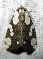 Image of Mudaria