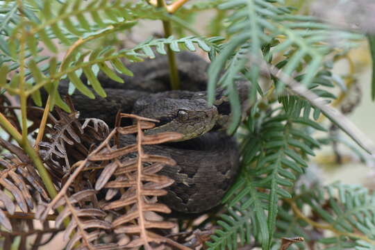 Image of Godman's Montane Pit Viper