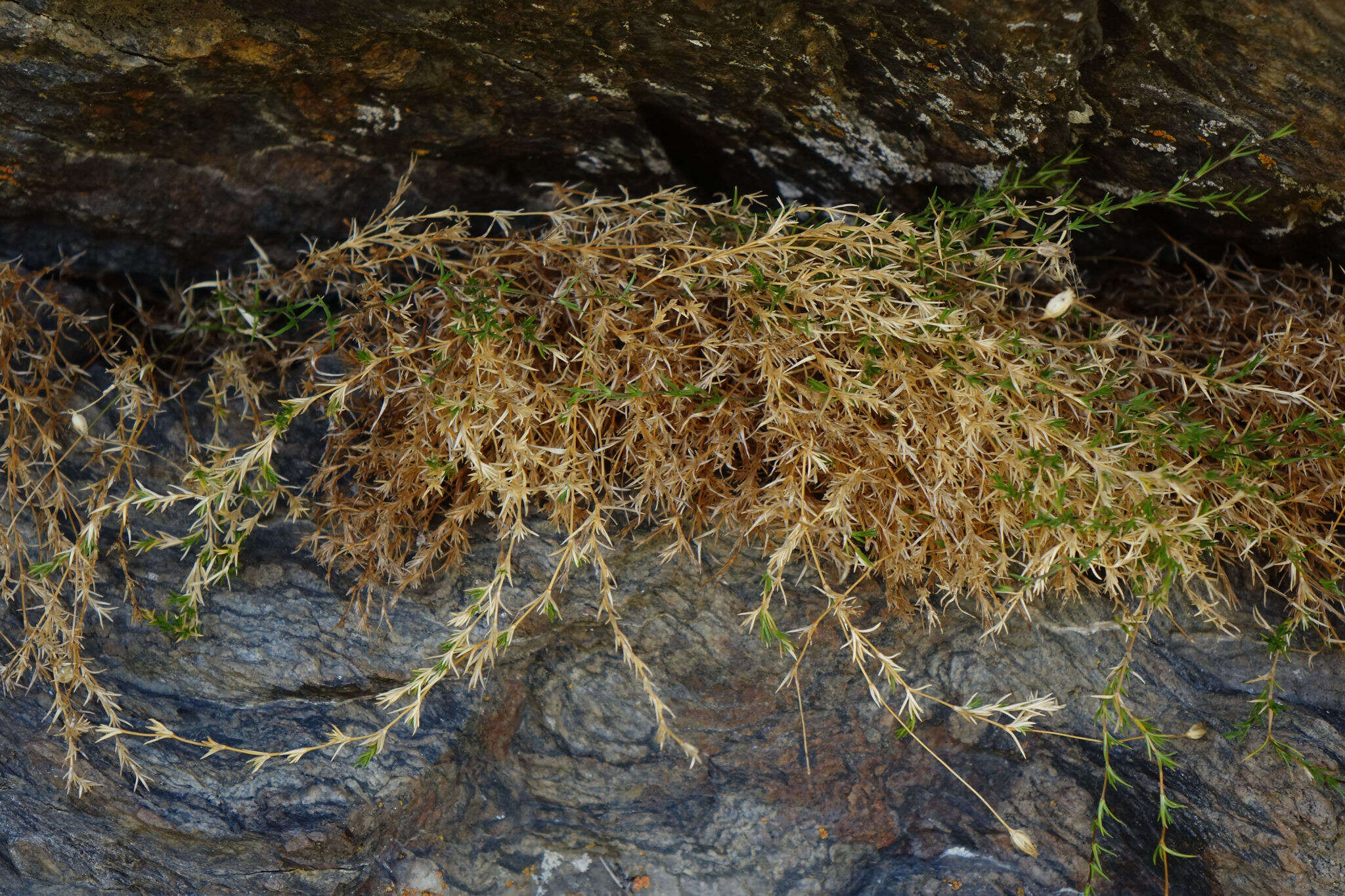 Imagem de Stellaria gracilenta Hook. fil.