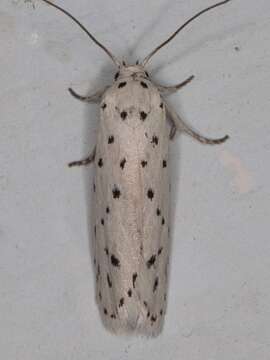 Image of Ethmia prattiella Busck 1915