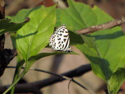 Image of Common Pierrot