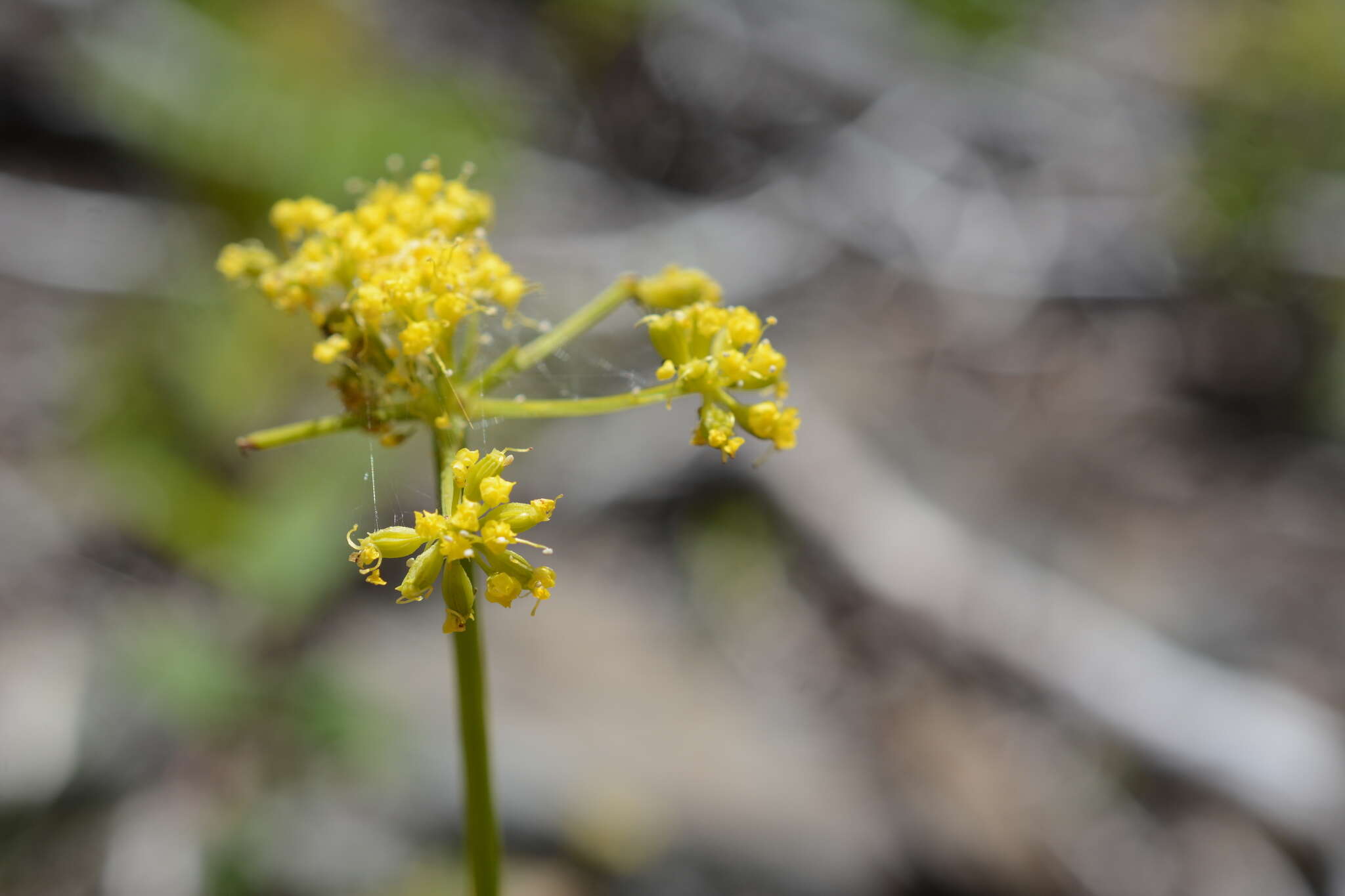 Image of Brandegee's desertparsley