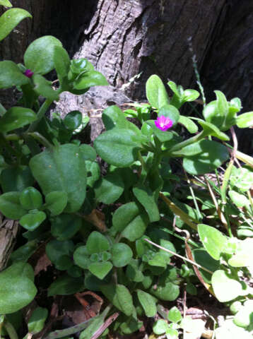 Image of Heart-leaf mesemb