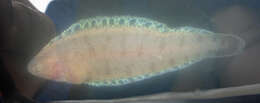 Image of California tonguefish