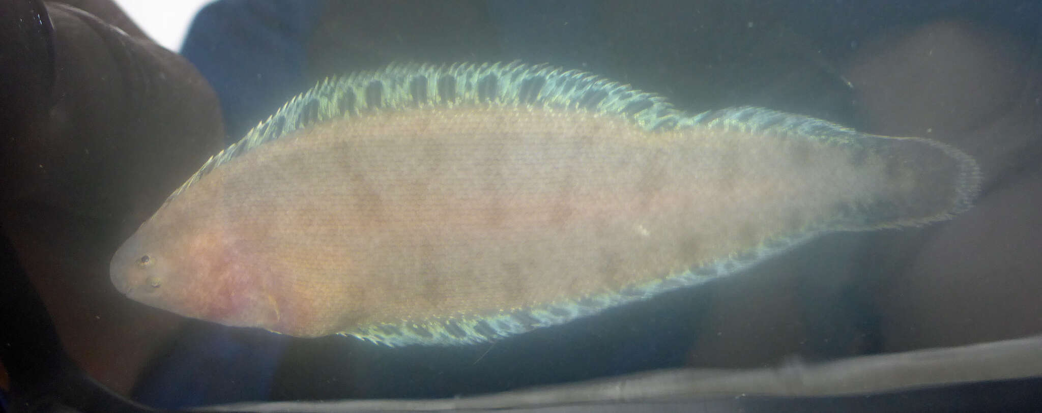 Image of California tonguefish