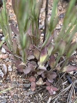 صورة Hypericum lalandii Choisy