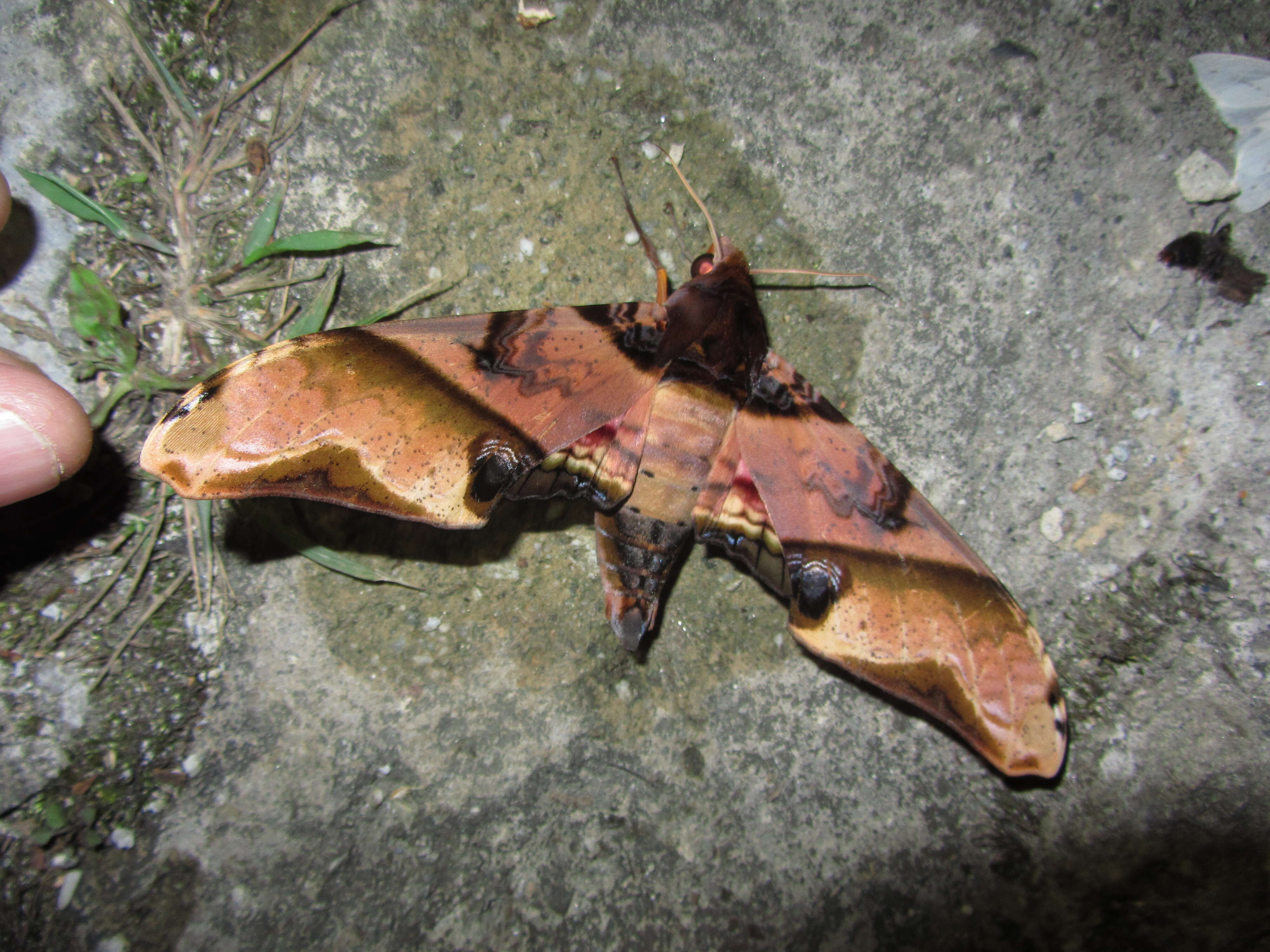 Image of mango hawkmoth