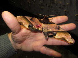 Image of mango hawkmoth