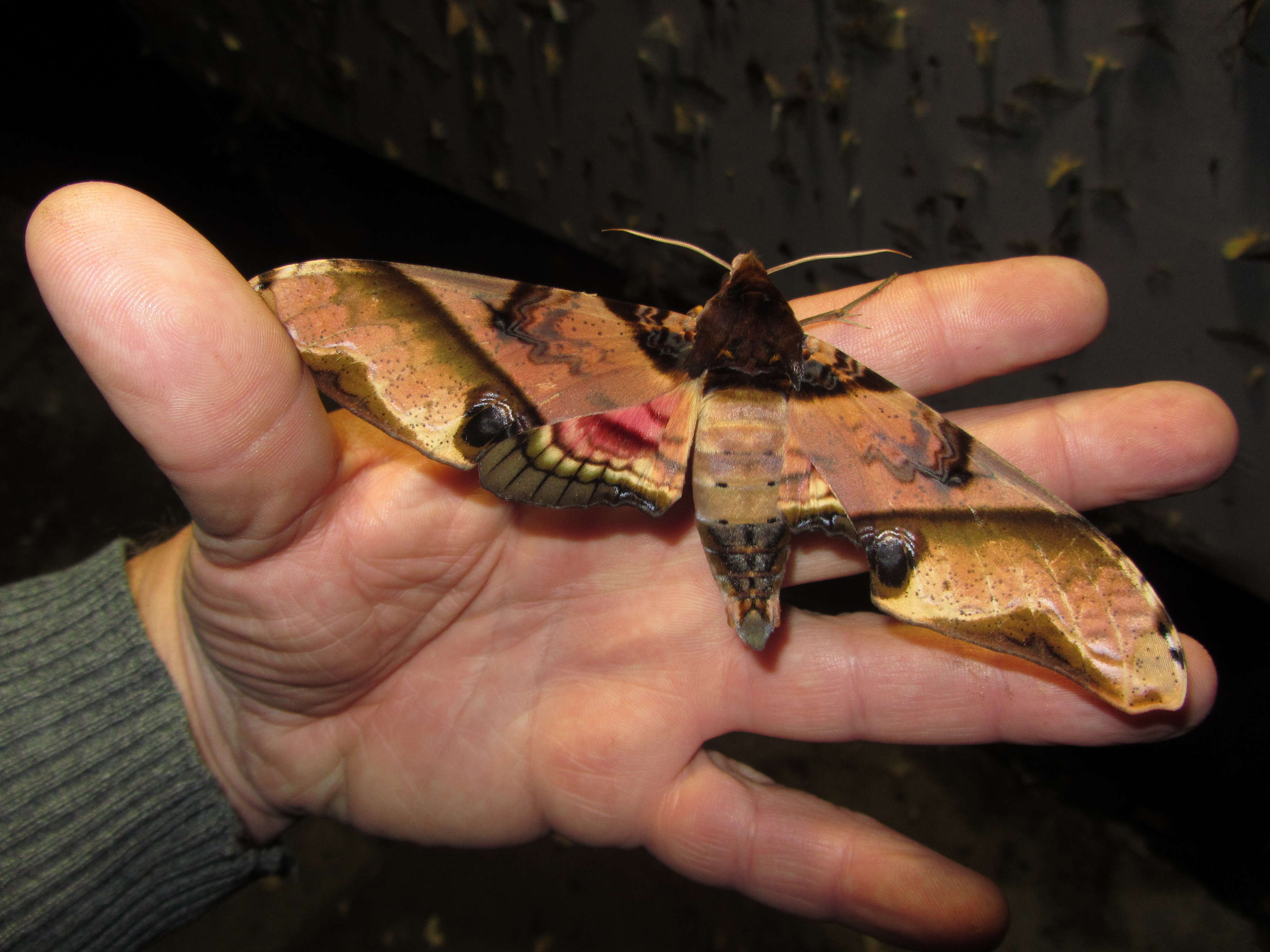 Image of mango hawkmoth