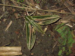 Image de Cechenena lineosa