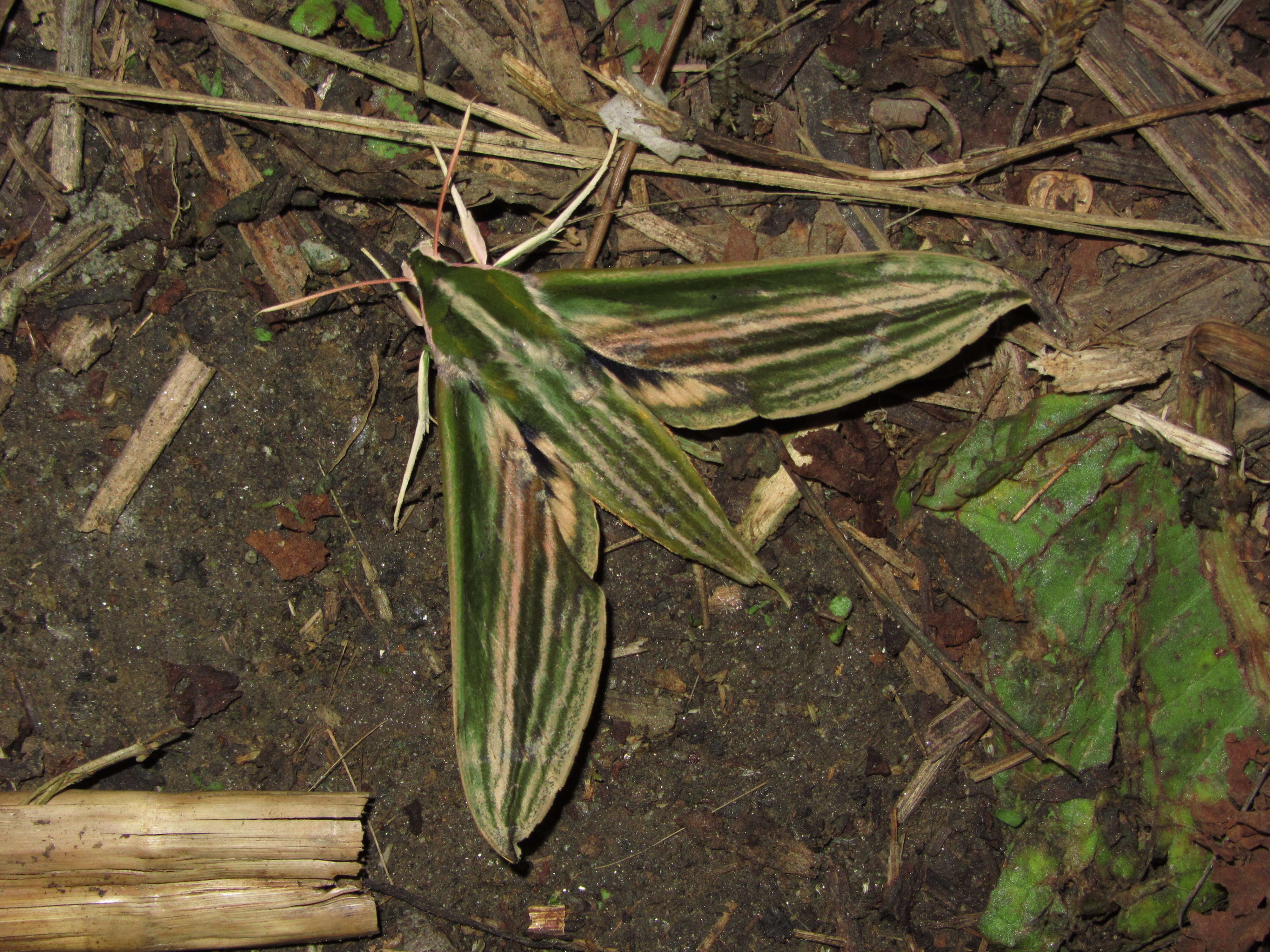 Image de Cechenena lineosa