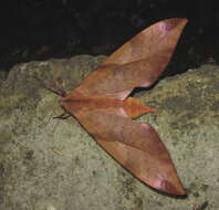 Image of Clanis undulosa Moore 1879