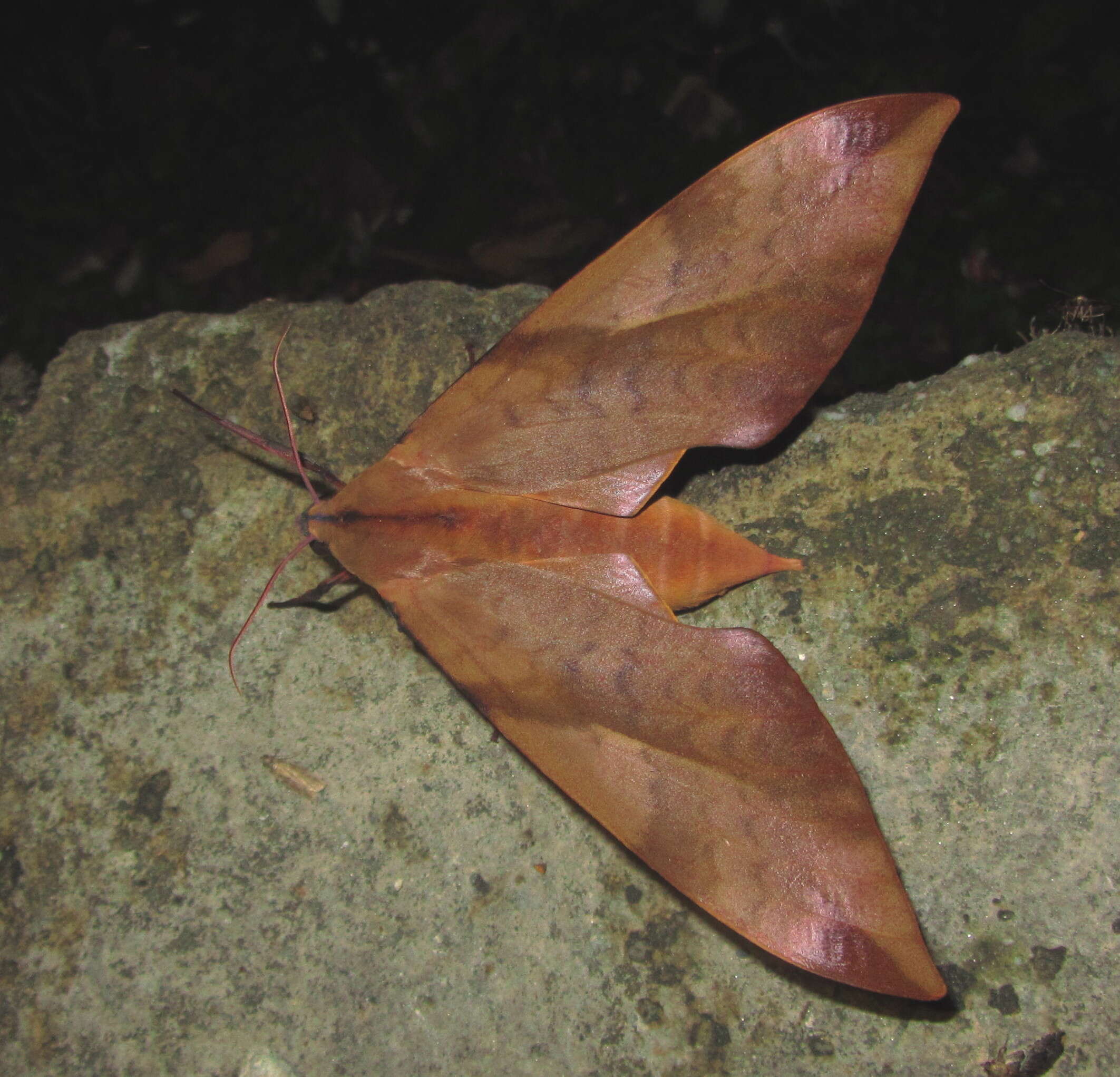 Image of Clanis undulosa Moore 1879