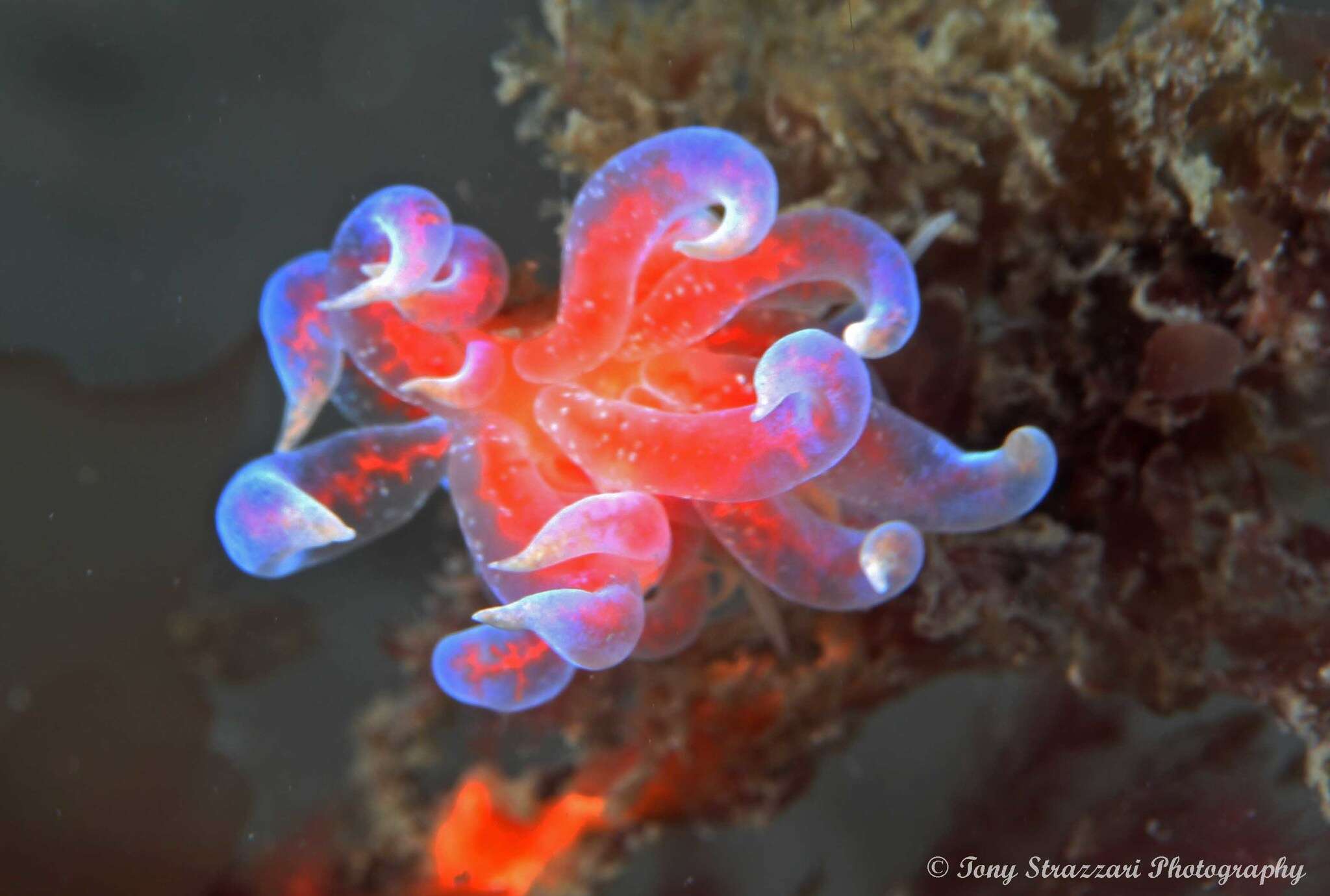 Image of Sea slug