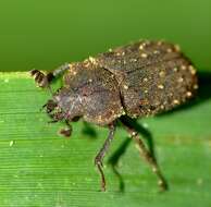 Image de Mitophyllus fusculus (Broun 1886)