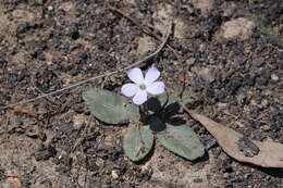 Sivun Brunoniella acaulis (R. Br.) Bremek. kuva