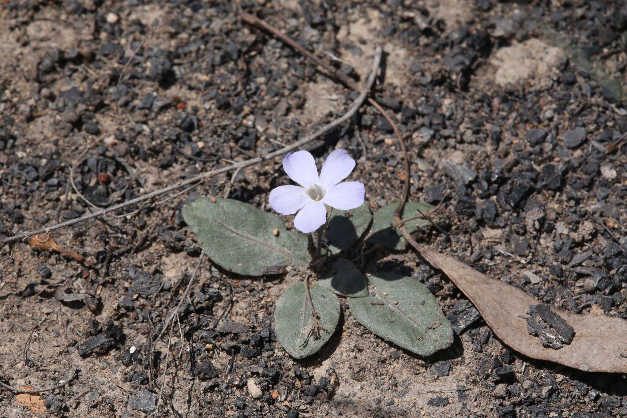 Sivun Brunoniella acaulis (R. Br.) Bremek. kuva