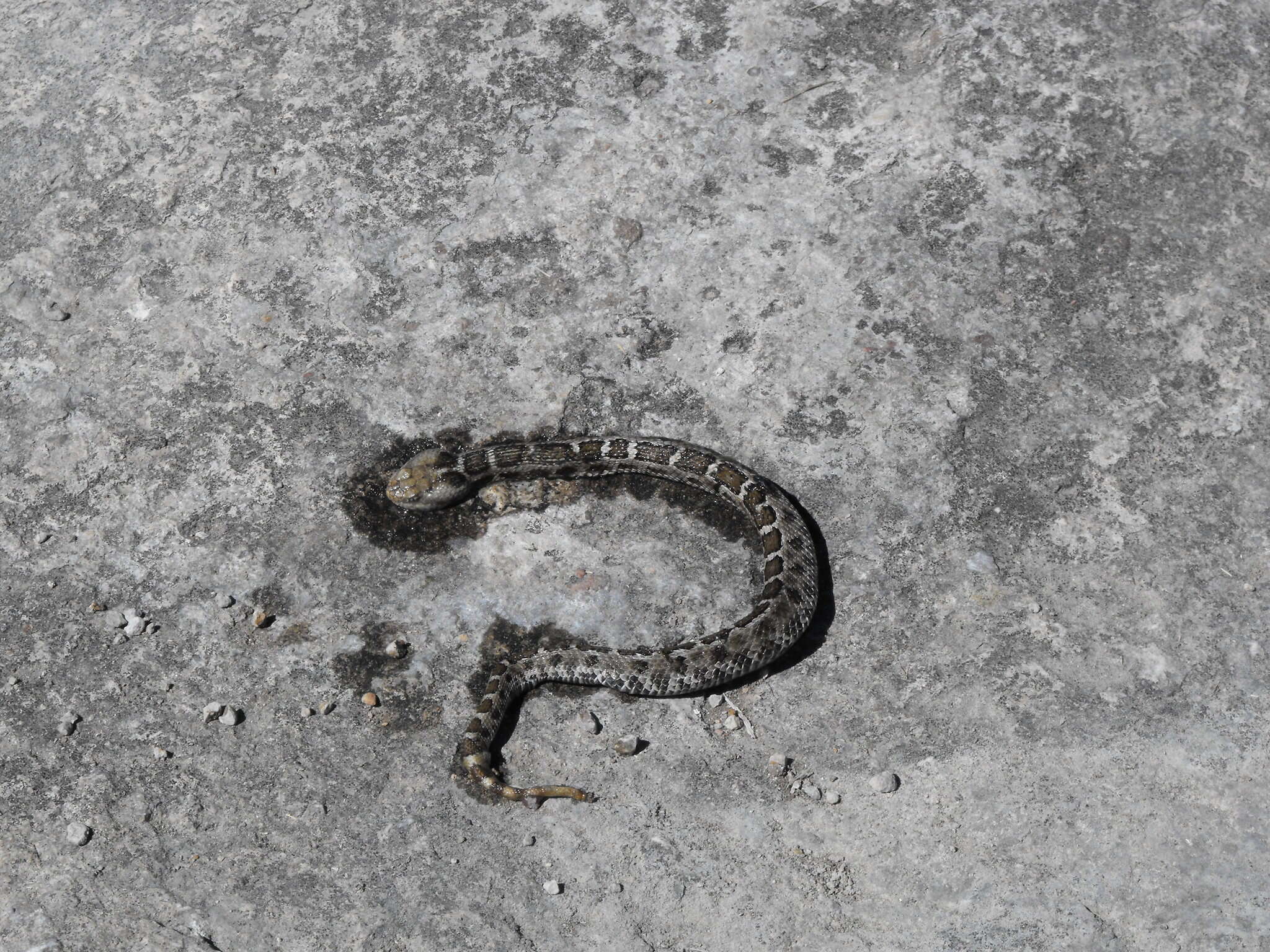 Image of Crotalus ravus brunneus Harris & Simmons 1978