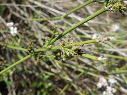 Image of Asperula aristata L. fil.