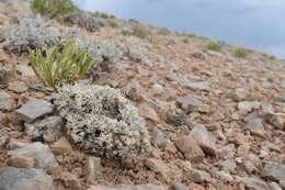 Imagem de Phlox hoodii subsp. muscoides (Nutt.) Wherry