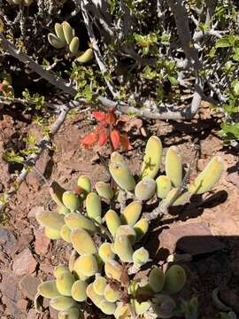 Image of Cotyledon tomentosa subsp. ladismithiensis (V. Pölln.) Tölken