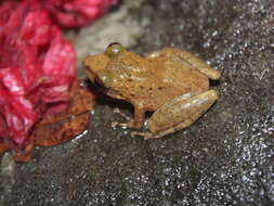 Image of Pristimantis medemi (Lynch 1994)