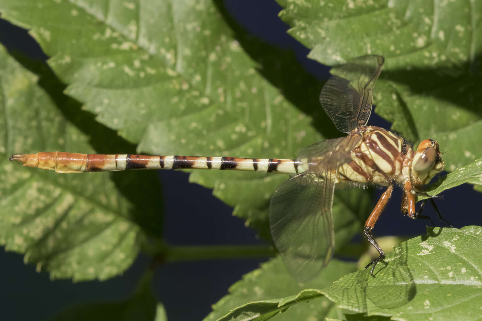 Image of Aphylla theodorina (Navás 1933)