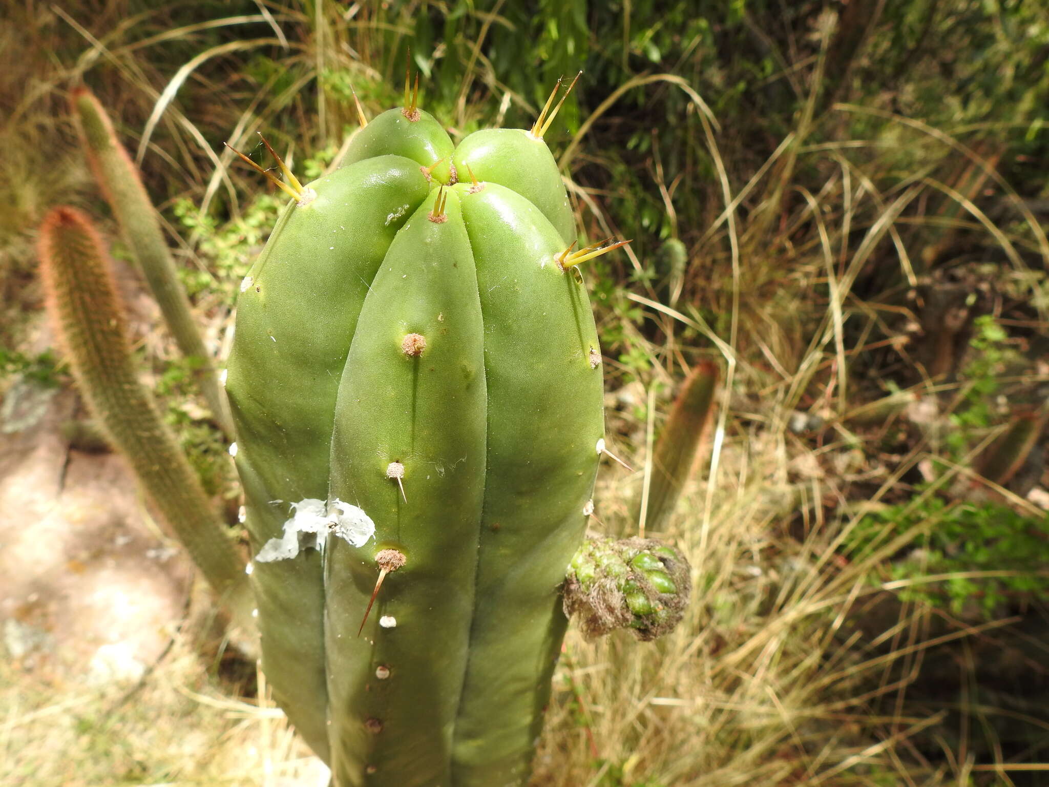 Image of Bolivian Torch Cactus