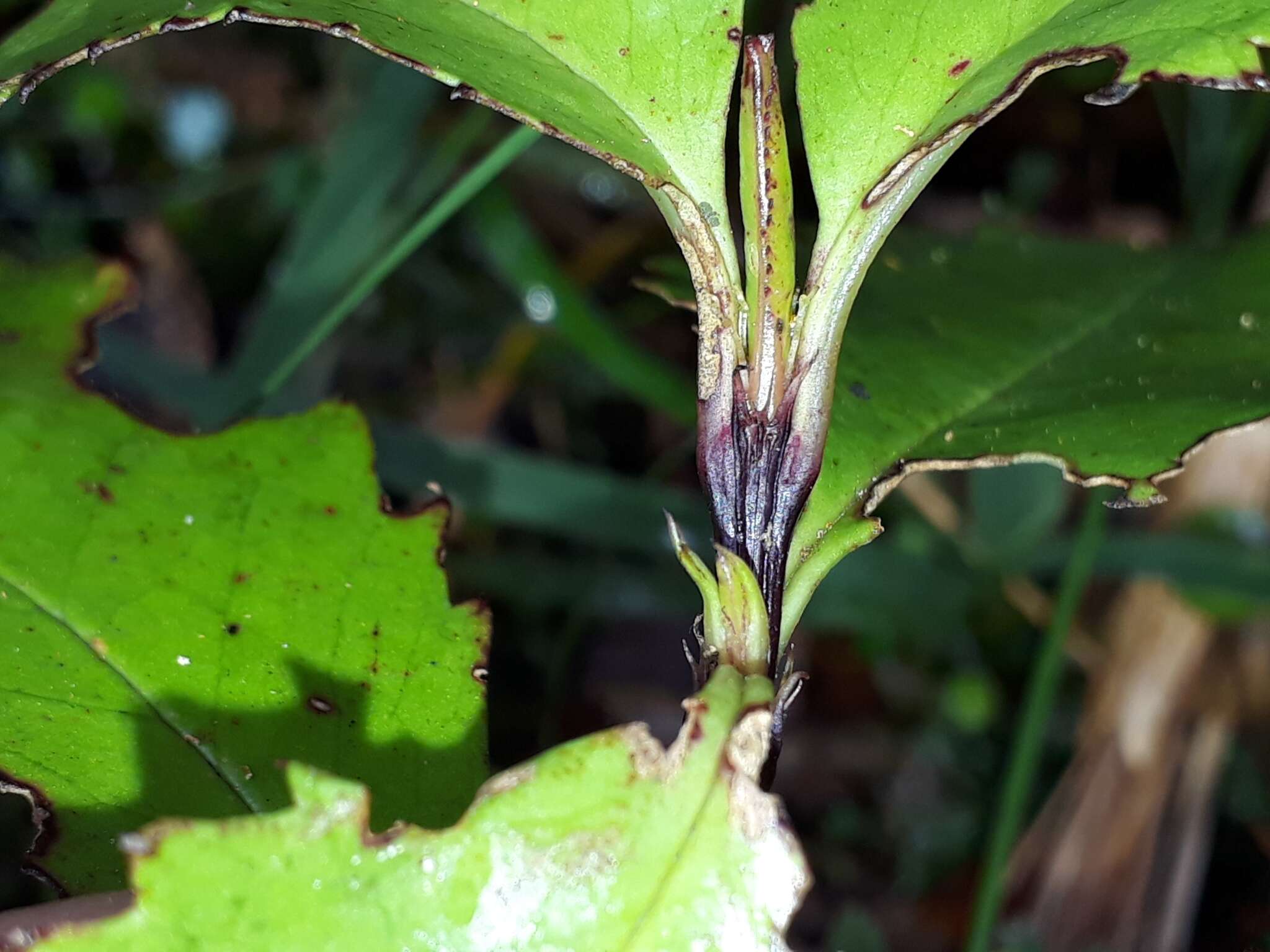 Image de Ascarina lucida Hook. fil.