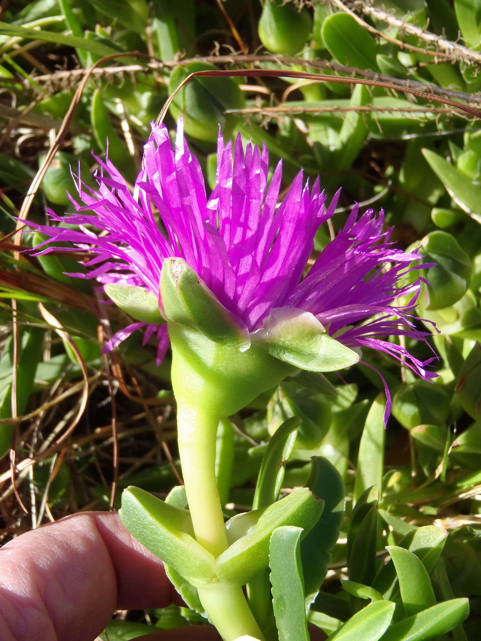 Image of Carpobrotus deliciosus (L. Bol.) L. Bol.