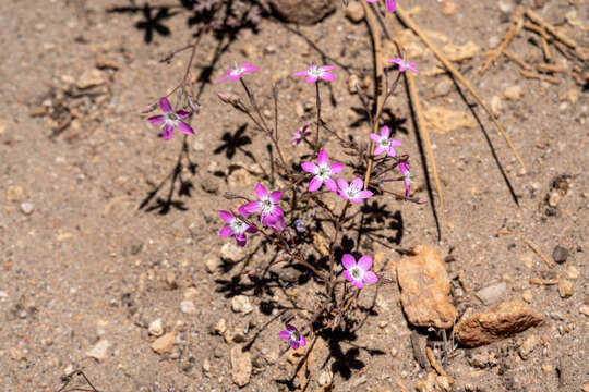 Image of fineflower gilia