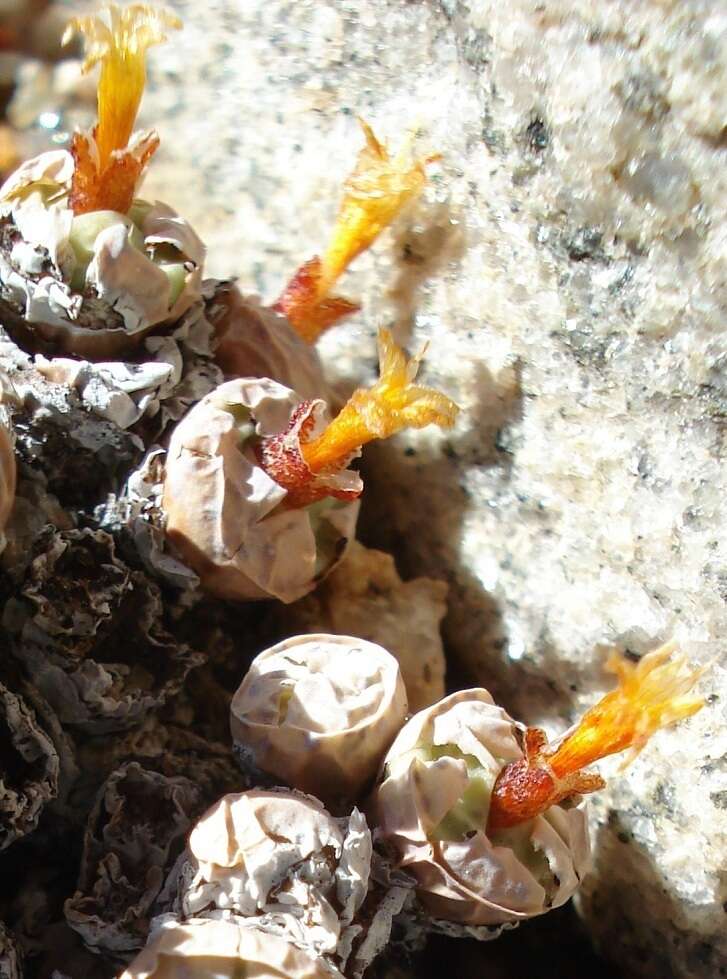Image of Conophytum stevens-jonesianum L. Bol.