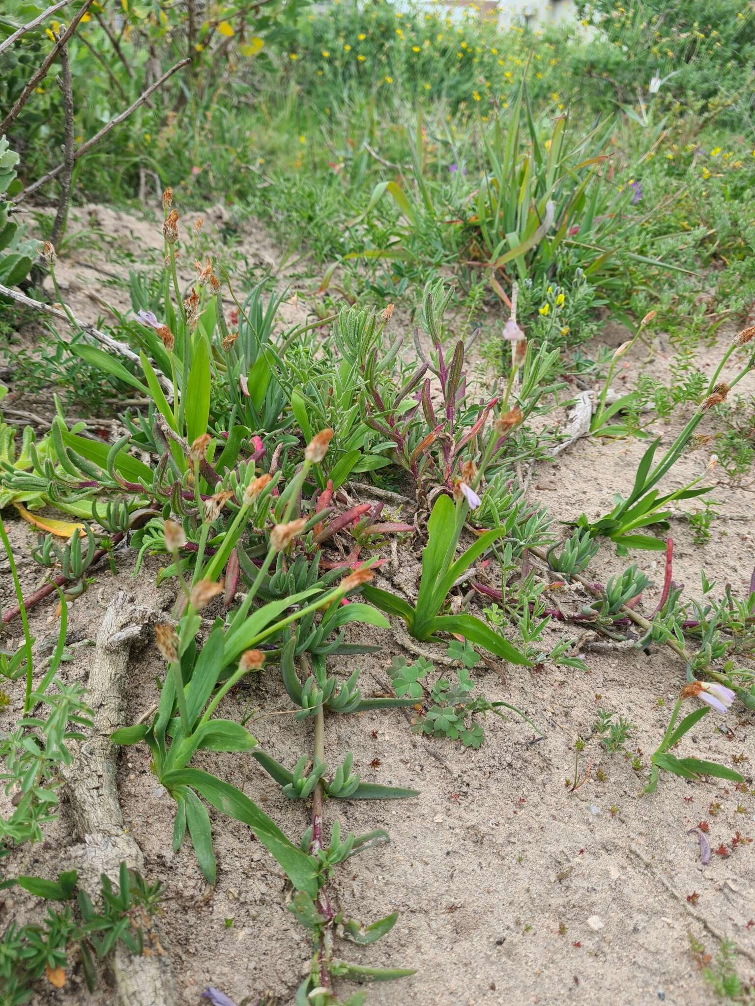 Image of Sparaxis parviflora (G. J. Lewis) Goldblatt