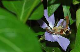 Image of broad-bordered bee hawk-moth