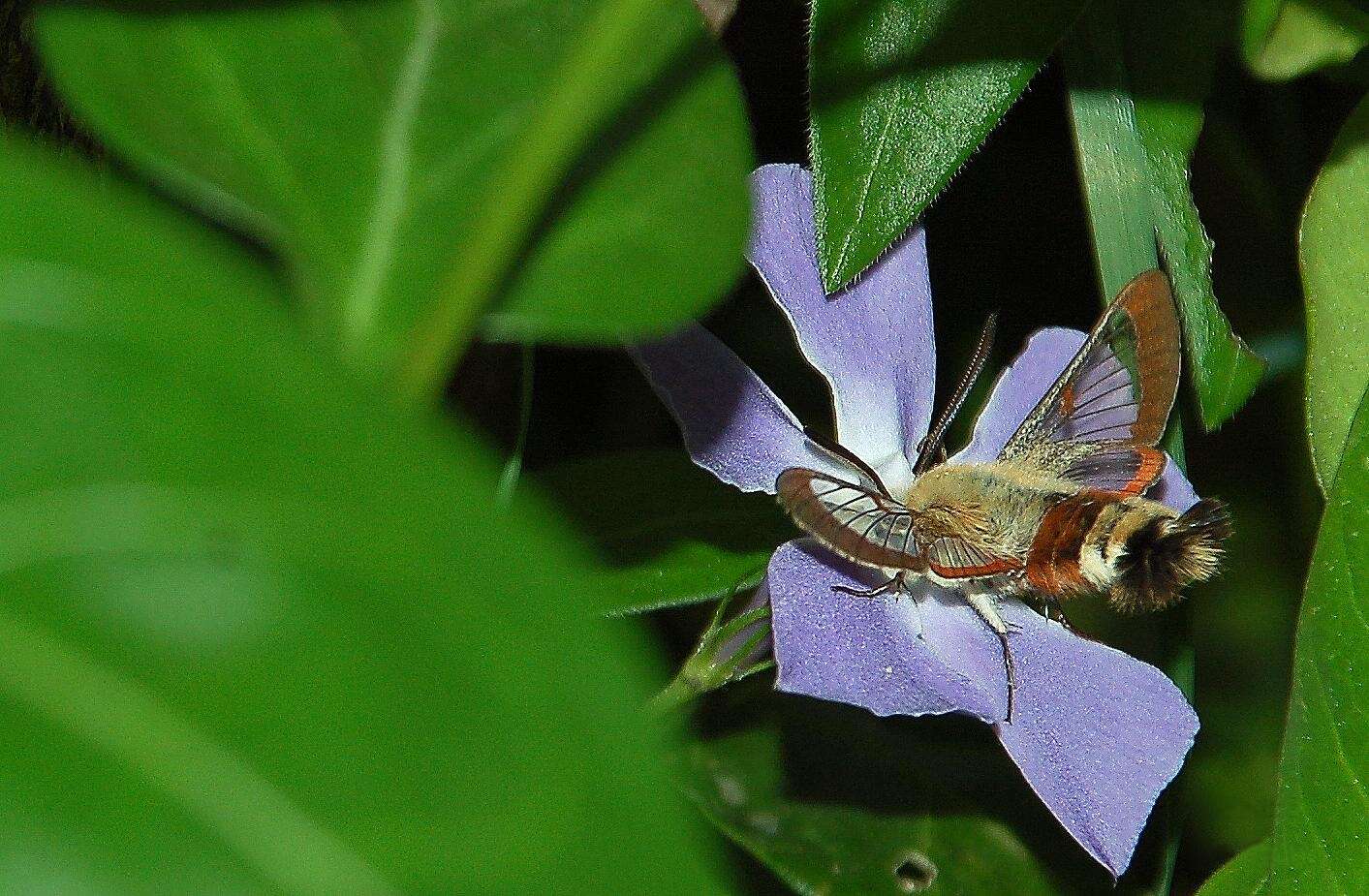 Image of broad-bordered bee hawk-moth