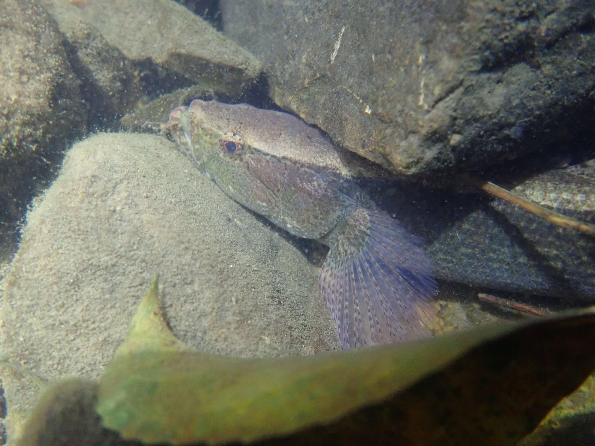 Imagem de Eleotris oxycephala Temminck & Schlegel 1845