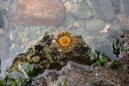 Image of Sand anemone