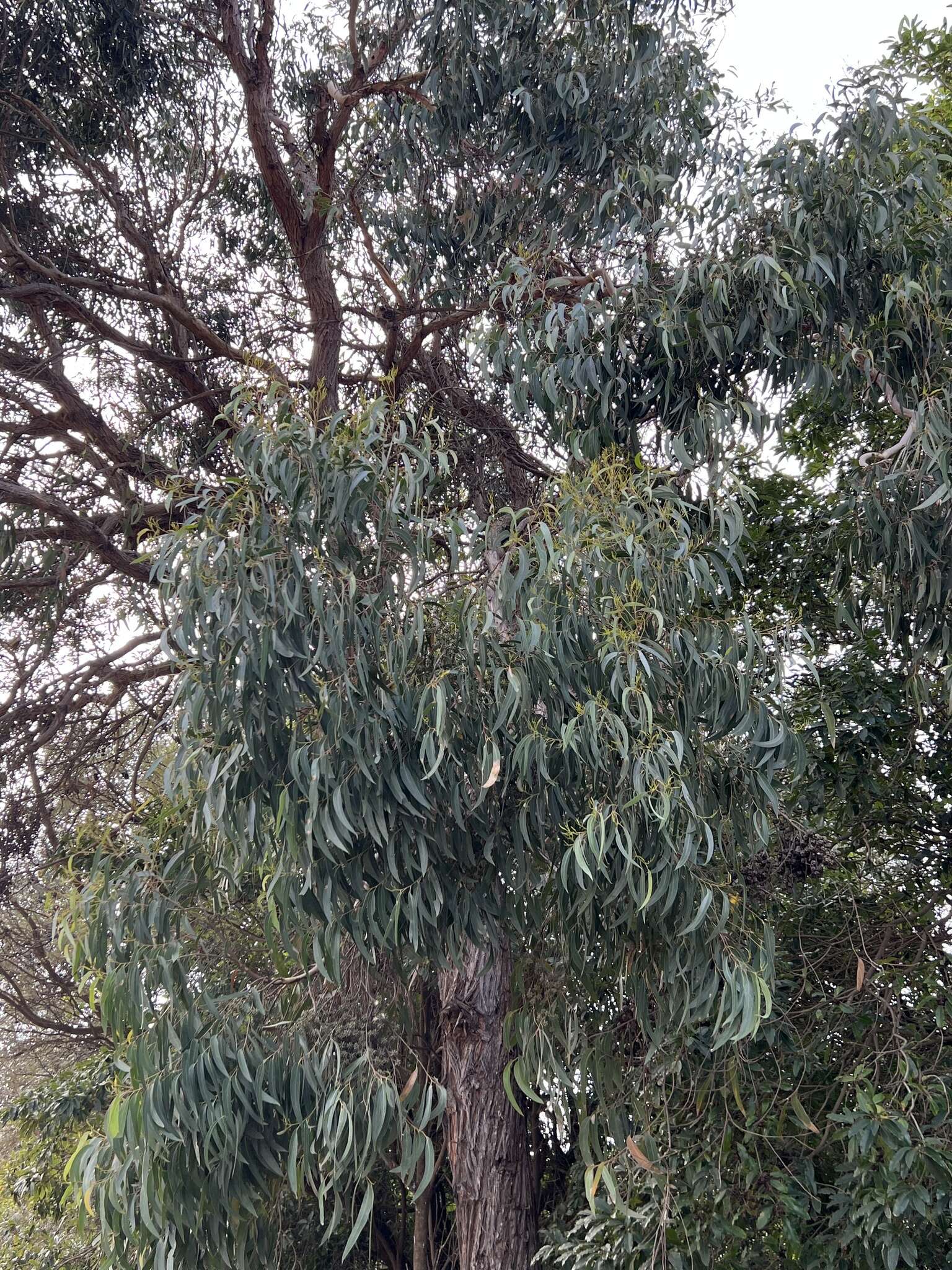 Image of blue-leaf stringybark