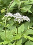 Image of Chaerophyllum hirsutum L.