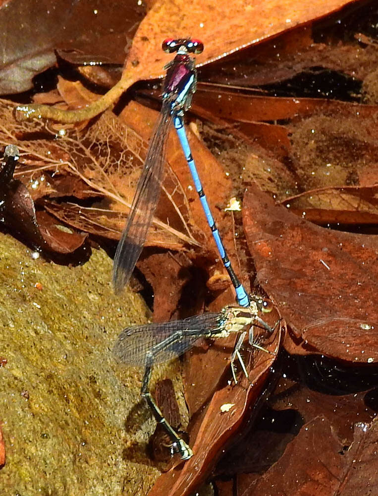 Argia cupraurea Calvert 1902 resmi