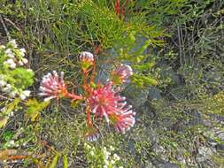 Sivun Serruria elongata (Berg.) R. Br. kuva