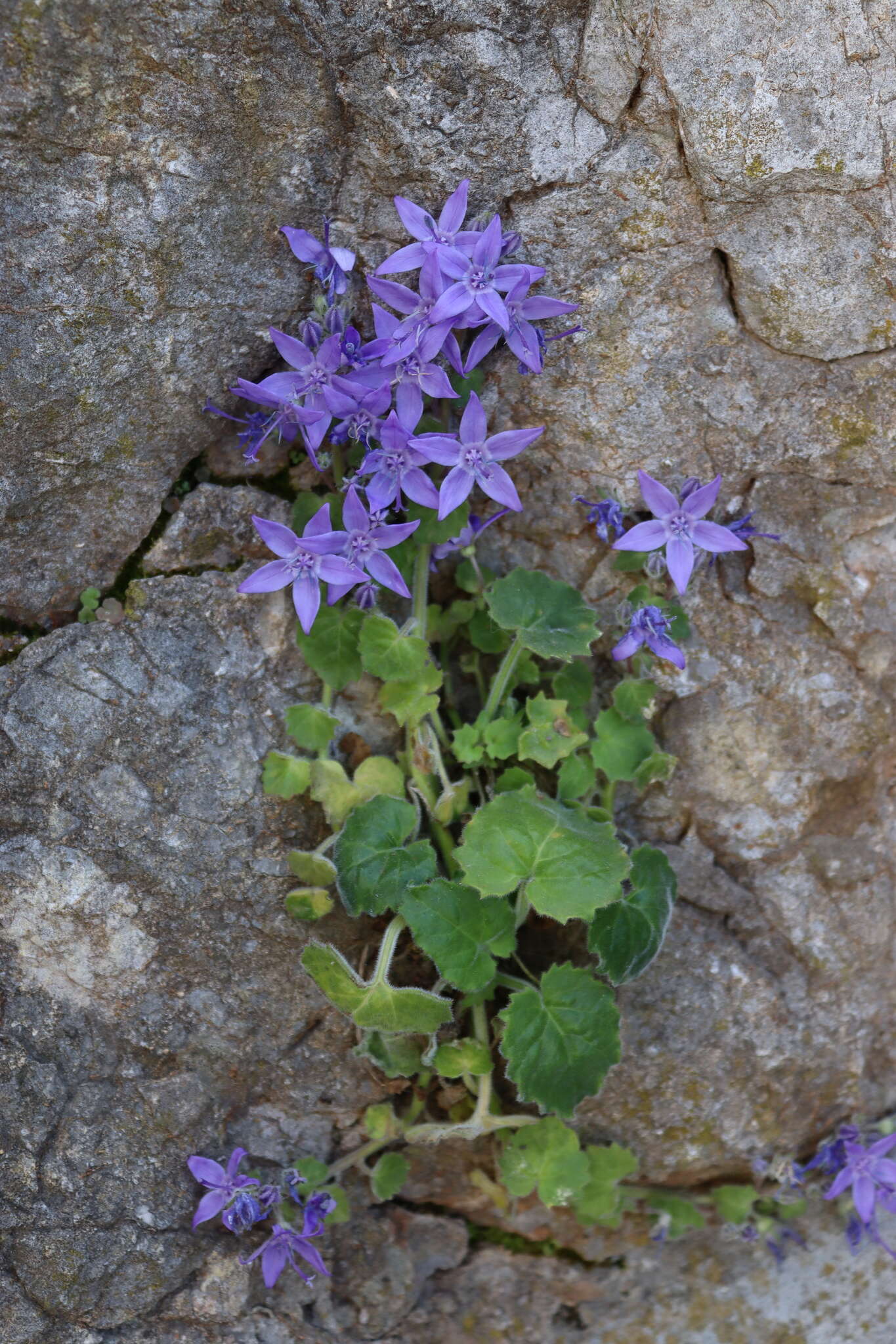 Image of Adriatic bellflower